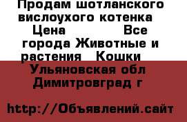 Продам шотланского вислоухого котенка › Цена ­ 10 000 - Все города Животные и растения » Кошки   . Ульяновская обл.,Димитровград г.